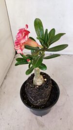 ENXERTO 12036 – 20cm (cor LM 995) - Imagem 5