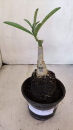 ENXERTO 12037 – 20cm (cor LM 512) - Imagem 2