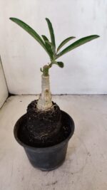 ENXERTO 12037 – 20cm (cor LM 512) - Imagem 4