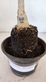 ENXERTO 12037 – 20cm (cor LM 512) - Imagem 3