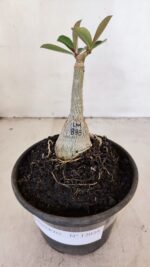 ENXERTO 12038 – 20cm (cor LM 833) - Imagem 2