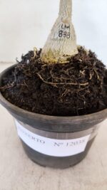 ENXERTO 12038 – 20cm (cor LM 833) - Imagem 3