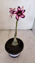 ENXERTO 12039 – 20cm (cor LM 989) iD: Estrela purpura - Imagem 2