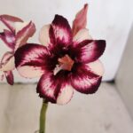 ENXERTO 12039 – 20cm (cor LM 989) iD: Estrela purpura