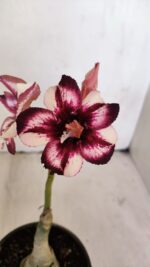 ENXERTO 12039 – 20cm (cor LM 989) iD: Estrela purpura