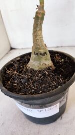 ENXERTO 12039 – 20cm (cor LM 989) iD: Estrela purpura - Imagem 6