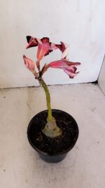 ENXERTO 12039 – 20cm (cor LM 989) iD: Estrela purpura - Imagem 5