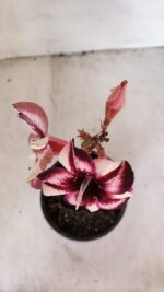 ENXERTO 12039 – 20cm (cor LM 989) iD: Estrela purpura - Imagem 4