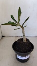 ENXERTO 12040 – 20cm (cor LM 987) - Imagem 2