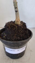 ENXERTO 12040 – 20cm (cor LM 987) - Imagem 3