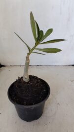 ENXERTO 12040 – 20cm (cor LM 987) - Imagem 4