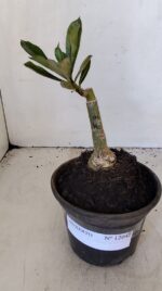 ENXERTO 12042 – 20cm (cor LM 442) - Imagem 2