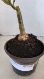 ENXERTO 12042 – 20cm (cor LM 442) - Imagem 4