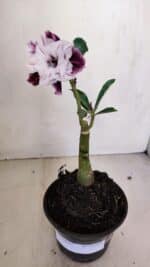 ENXERTO 12044 – 20cm (cor LM 978) - Imagem 2