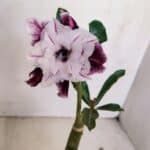 ENXERTO 12044 – 20cm (cor LM 978)