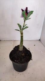 ENXERTO 12044 – 20cm (cor LM 978) - Imagem 4