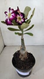 ENXERTO 12045 – 20cm (cor LM 1003) - Imagem 2