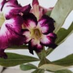 ENXERTO 12045 – 20cm (cor LM 1003)