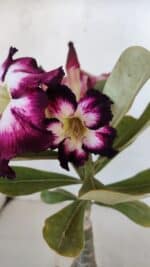 ENXERTO 12045 – 20cm (cor LM 1003)