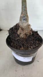 ENXERTO 12045 – 20cm (cor LM 1003) - Imagem 7