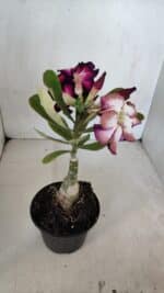 ENXERTO 12045 – 20cm (cor LM 1003) - Imagem 6