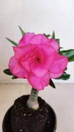 ENXERTO 12046 – 20cm (cor LM 04) - Imagem 3