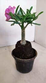 ENXERTO 12046 – 20cm (cor LM 04) - Imagem 5