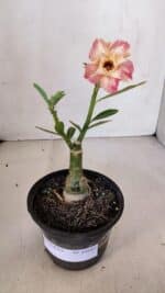 ENXERTO 12047 – 20cm (cor LM 728) - Imagem 2