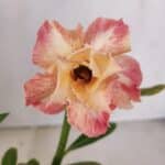 ENXERTO 12047 – 20cm (cor LM 728)