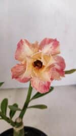 ENXERTO 12047 – 20cm (cor LM 728)