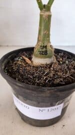 ENXERTO 12047 – 20cm (cor LM 728) - Imagem 6