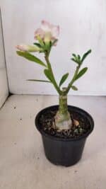 ENXERTO 12047 – 20cm (cor LM 728) - Imagem 5