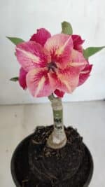 ENXERTO 12048 – 20cm (cor LM 395)