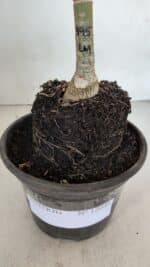 ENXERTO 12048 – 20cm (cor LM 395) - Imagem 5