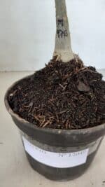 ENXERTO 12049 – 20cm (cor LM 976) - Imagem 5