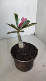 ENXERTO 12049 – 20cm (cor LM 976) - Imagem 4