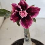 ENXERTO 12049 – 20cm (cor LM 976)