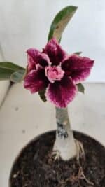 ENXERTO 12049 – 20cm (cor LM 976)