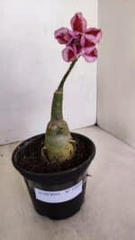 ENXERTO 12050 – 20cm (cor LM 243) - Imagem 2