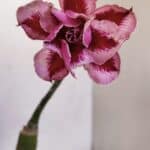 ENXERTO 12050 – 20cm (cor LM 243)