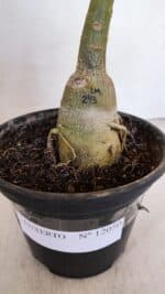 ENXERTO 12050 – 20cm (cor LM 243) - Imagem 7