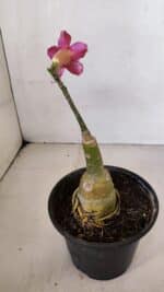 ENXERTO 12050 – 20cm (cor LM 243) - Imagem 6