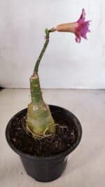 ENXERTO 12050 – 20cm (cor LM 243) - Imagem 5