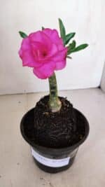 ENXERTO 12051 – 20cm (cor LM 04) - Imagem 2