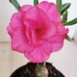 ENXERTO 12051 – 20cm (cor LM 04)