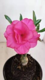 ENXERTO 12051 – 20cm (cor LM 04)