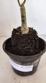 ENXERTO 12051 – 20cm (cor LM 04) - Imagem 7