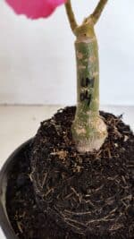 ENXERTO 12051 – 20cm (cor LM 04) - Imagem 6