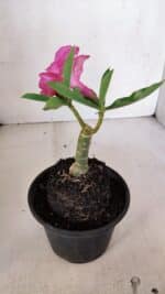 ENXERTO 12051 – 20cm (cor LM 04) - Imagem 5