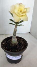 ENXERTO 12052 – 20cm (cor LM 1004) - Imagem 2